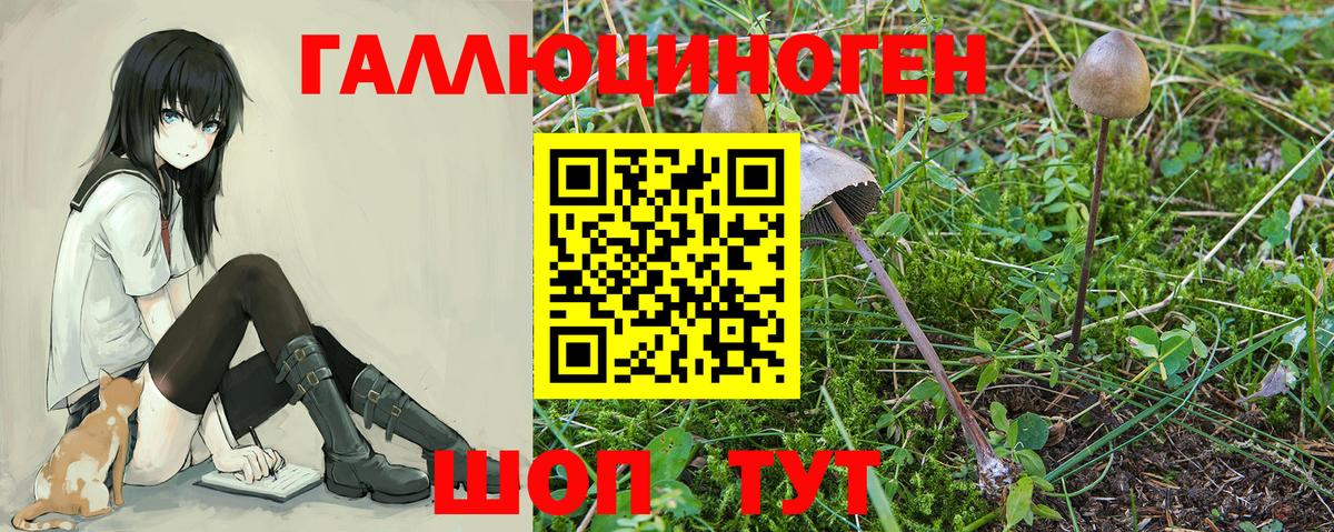 Псилоцибиновые грибы Cubensis Менделеевск